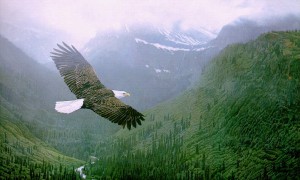BaldEagleFlying
